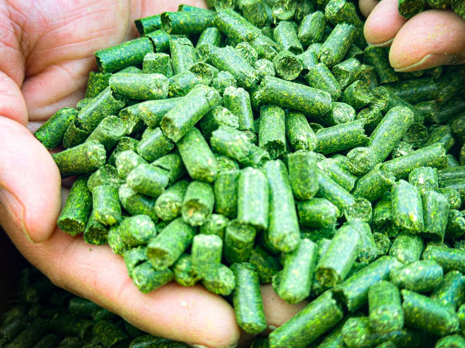 Quality forage pellets held in a hand